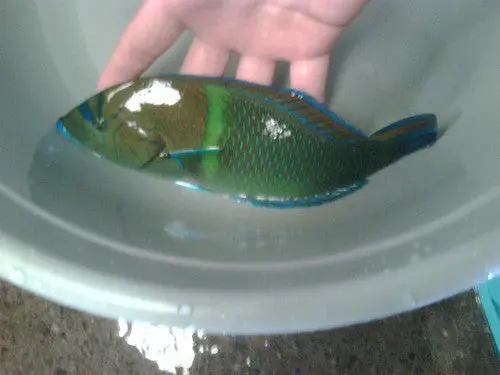 Diamond (Blue Spotted) Wrasse-8" 1