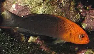 Dilectis Pseudochromis 1