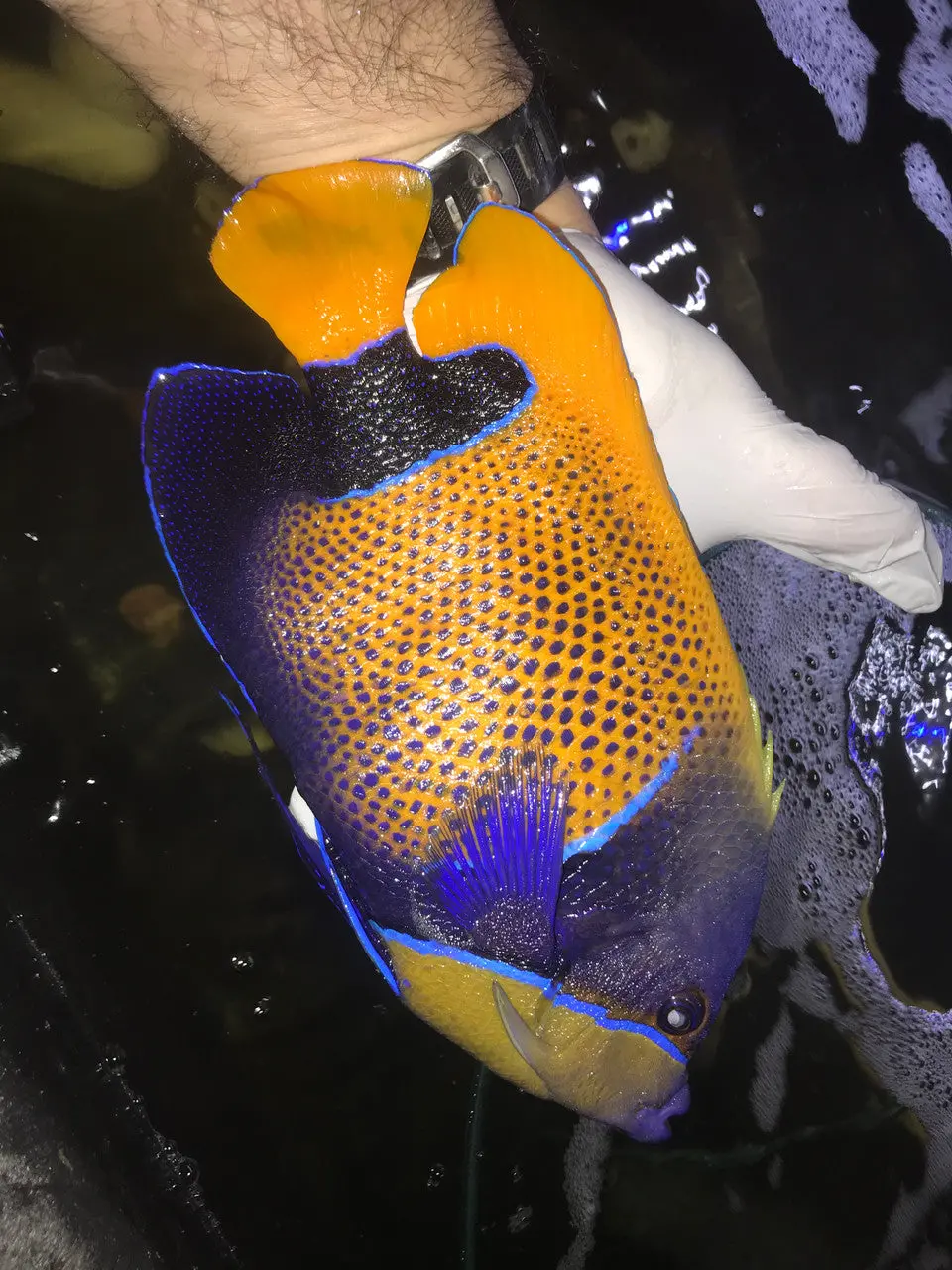 Majestic Angelfish - (4-5”) 1