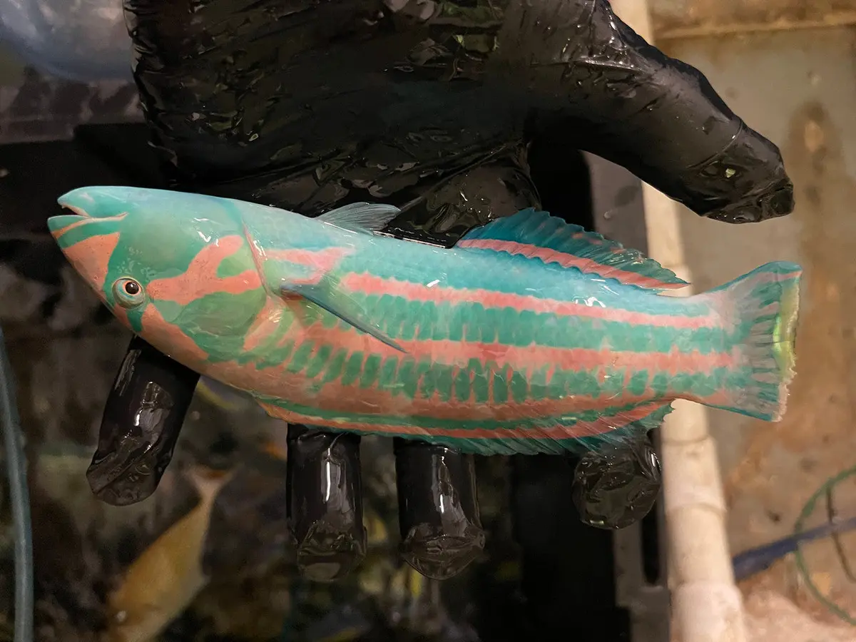 Surge Wrasse--8" Male 1