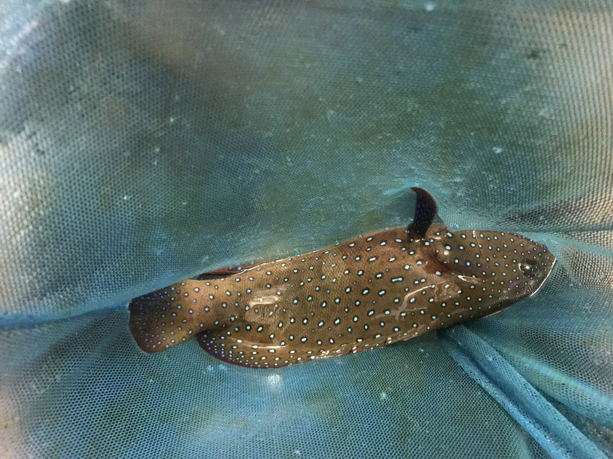 Argus (Blue Dot) Grouper-8" 1