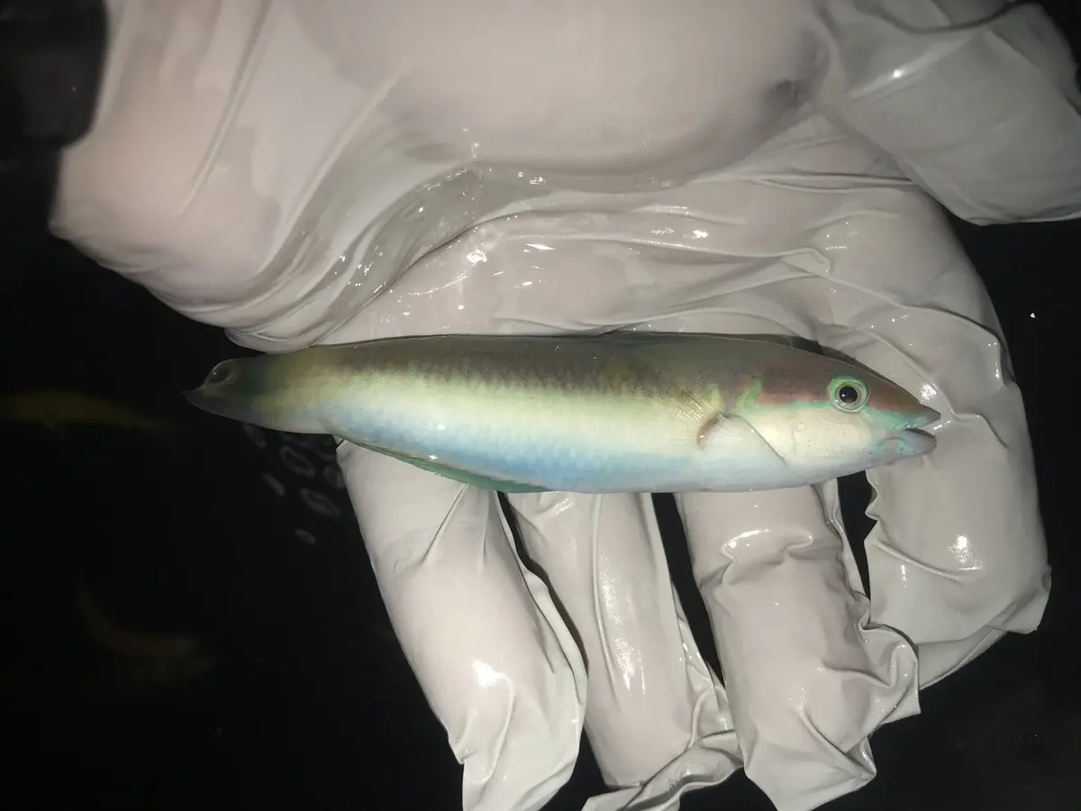 Mauritius Red Cheek Wrasse | Thalassoma Genivittatum 1