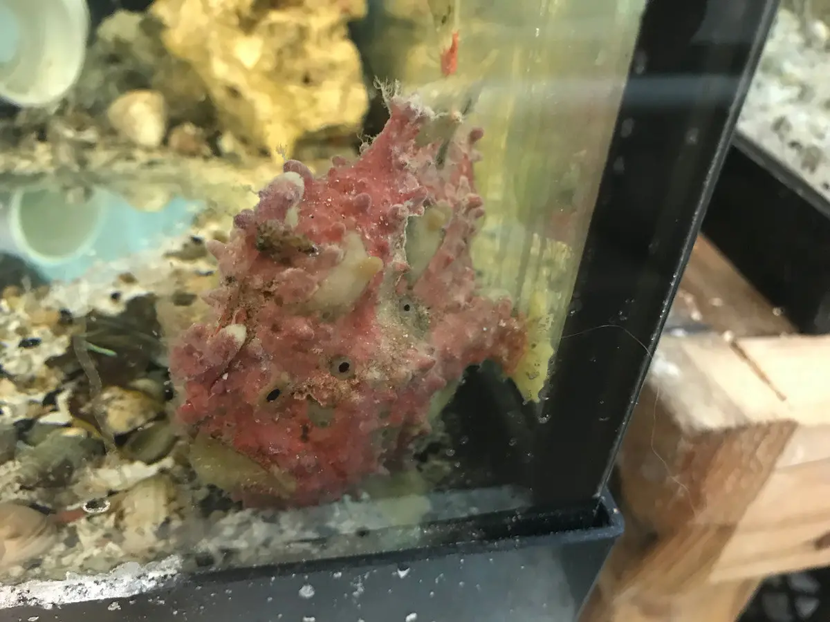 Wartskin Anglerfish 4" M 1