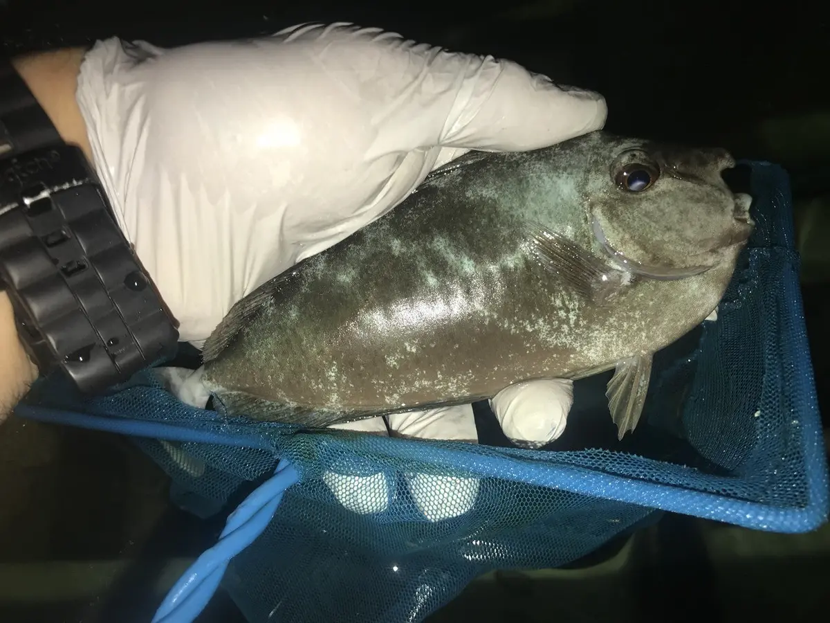 Spotted Unicorn Tang | Naso Brevirostris (5”) 1