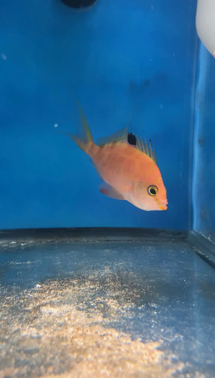 Cherry Anthias (4" Male) 1