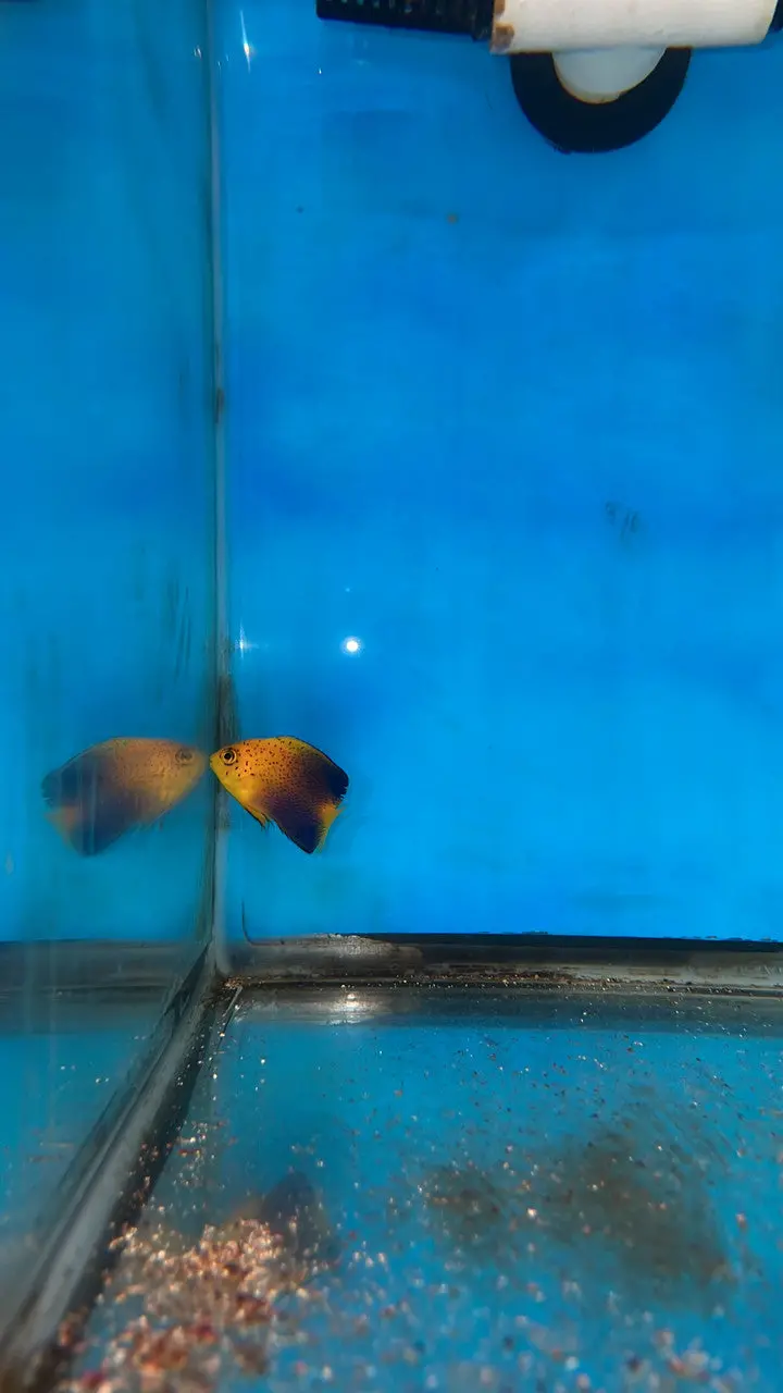 Interruptus Angel | Centropyge Interruptus- 2" 1