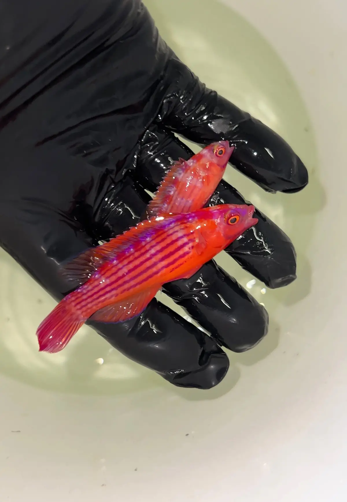 Earl's Fairy Wrasse Pair | Cirrhilabrus Earlei 1