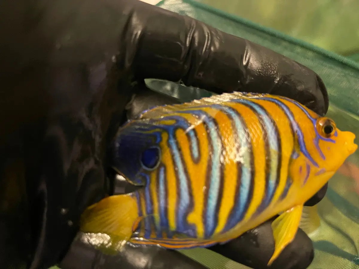 Regal Angel (True Red Sea)-2-1/2” Juvenile Misbar 1