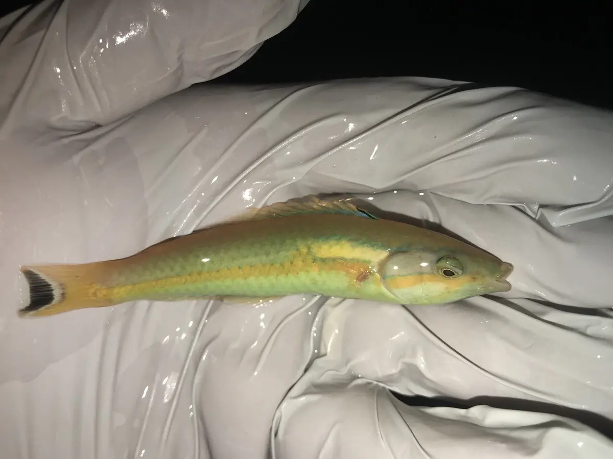 Mauritius Pencil Wrasse | Pseudojuloides Xanthomos 1