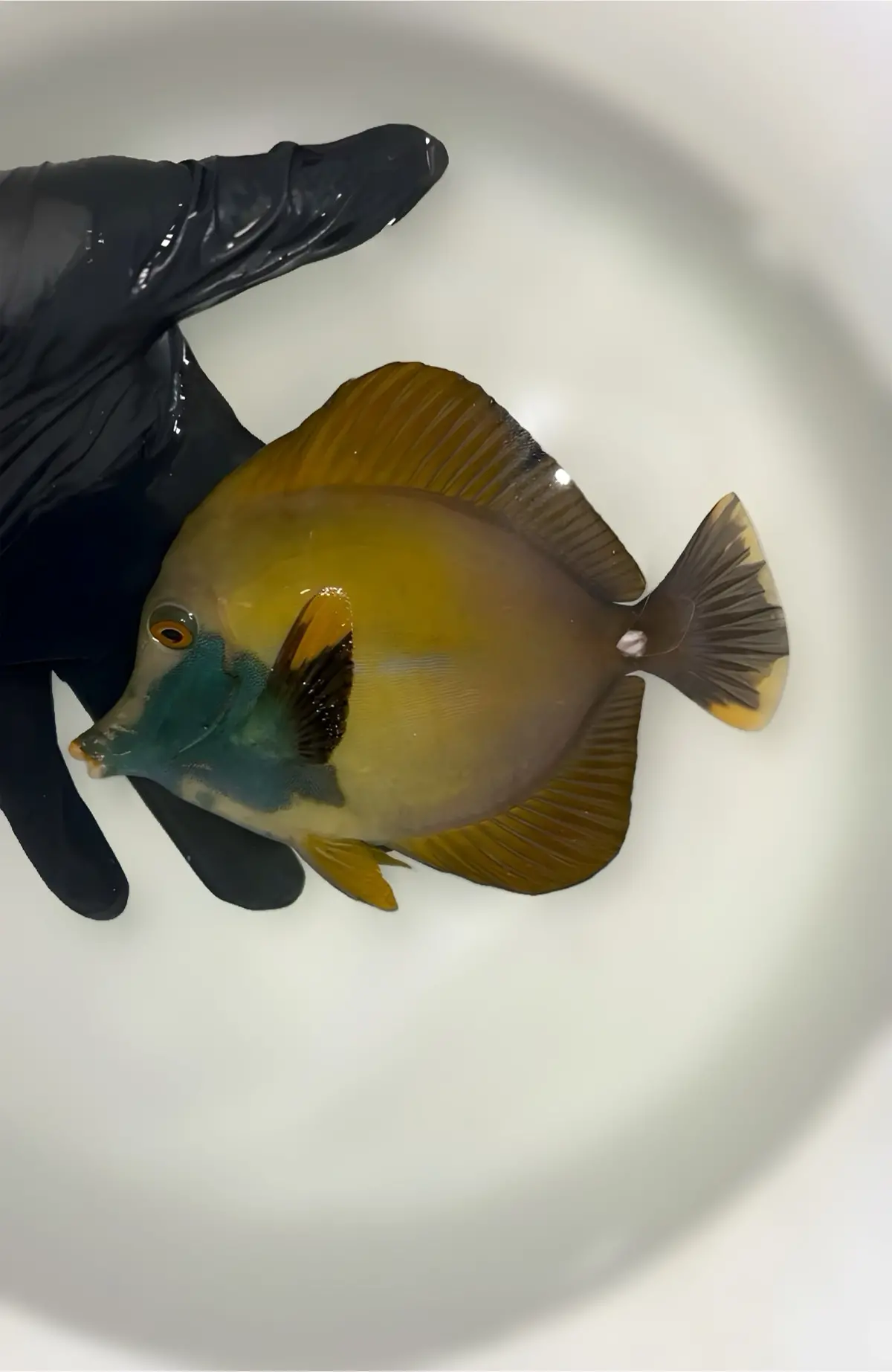 Tricolor Koi Scopas Tang (5")-#2 1