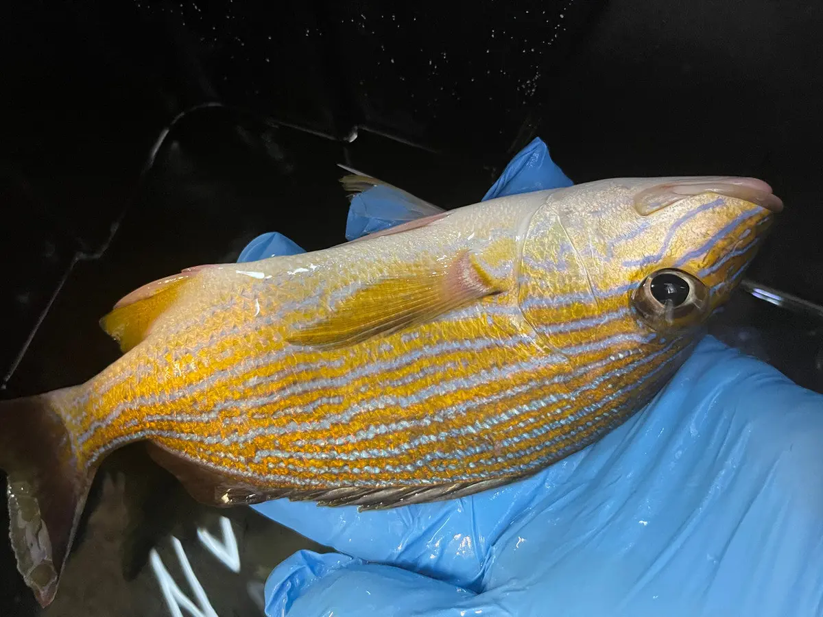 Blue Stripe Grunt | Haemulon Sciurus (8-10") 1