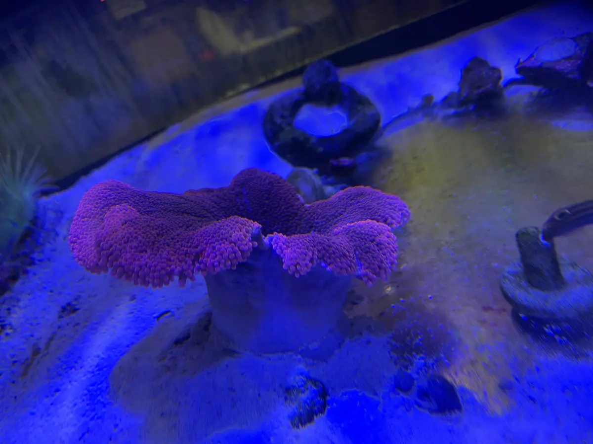 Carpet Anemone-Red, 6-8" Diameter 1