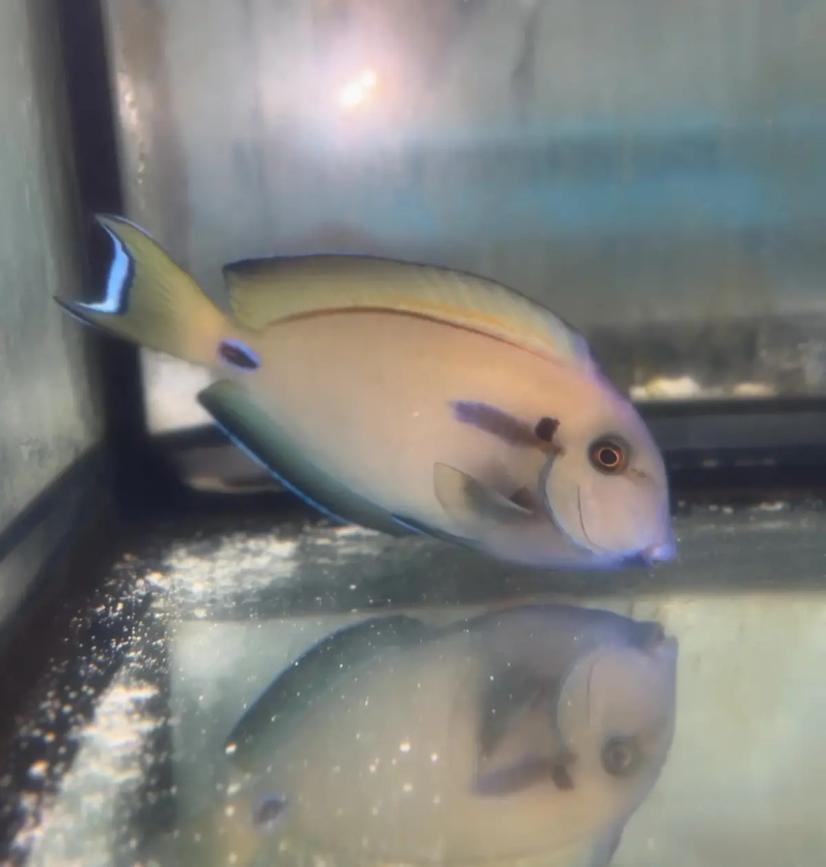 Lieutenant X Orange-Blotch Surgeonfish-  5-6” 1