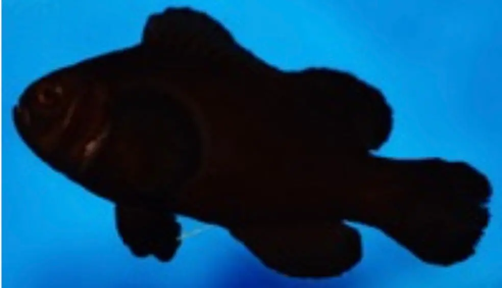 Midnight Clownfish 5Cm+ 1