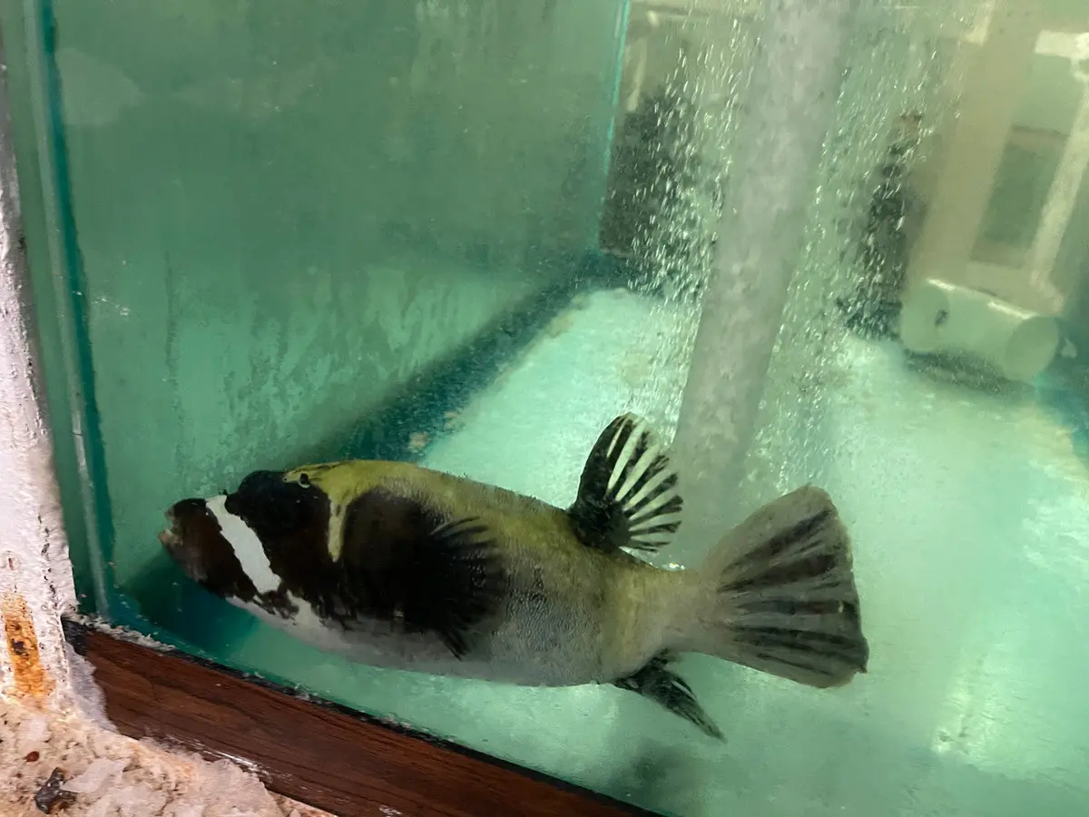 Panda (Masked) Puffer-Red Sea (14") 1