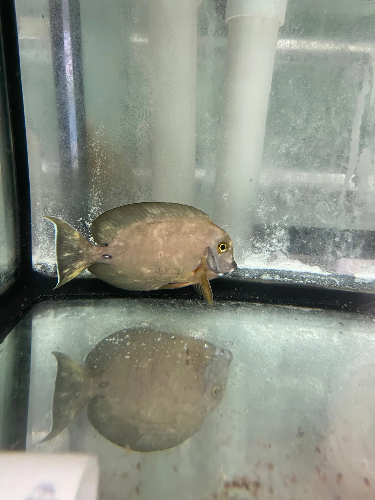 Aberrant Mimic Tang (Wysiwyg) 1