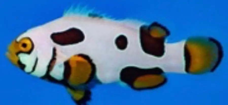 Helmet Picasso Clownfish 2-3 Cm 1