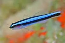Neon Gobies (Blue Stripe) 1