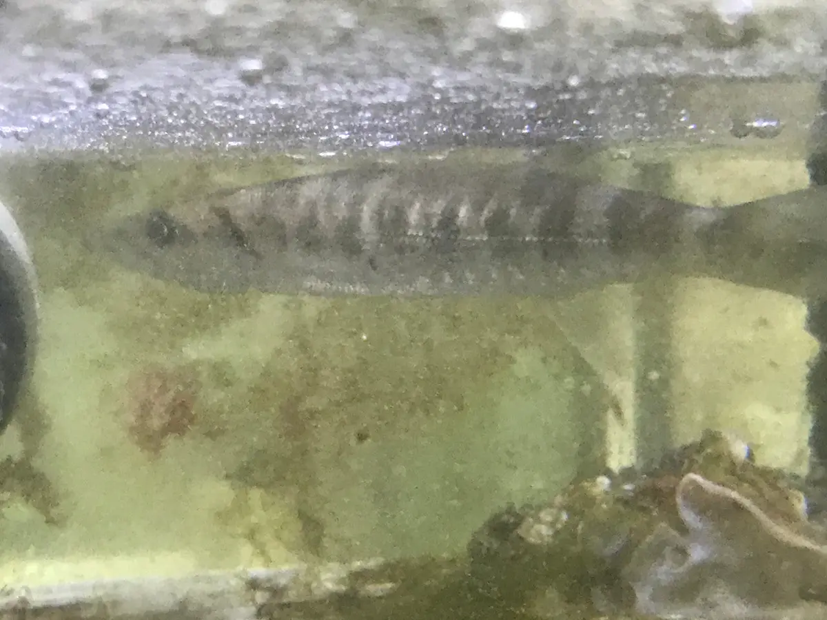 Barracuda |Sphyraena Barracuda (10") 1