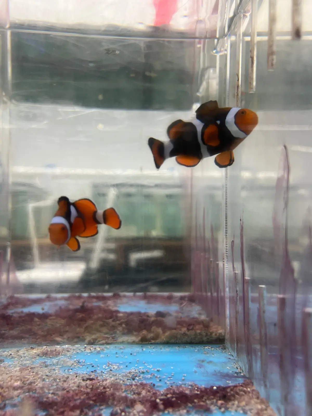 Super Black True Percula Clownfish-Wc Pair 1