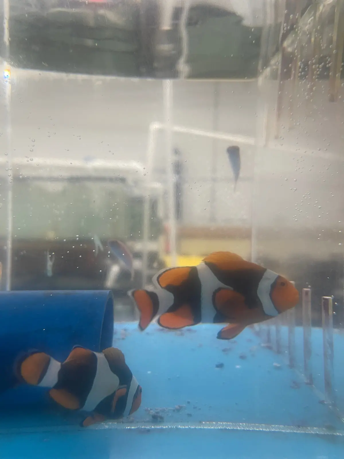 Super Black True Percula Clownfish-Wc 1