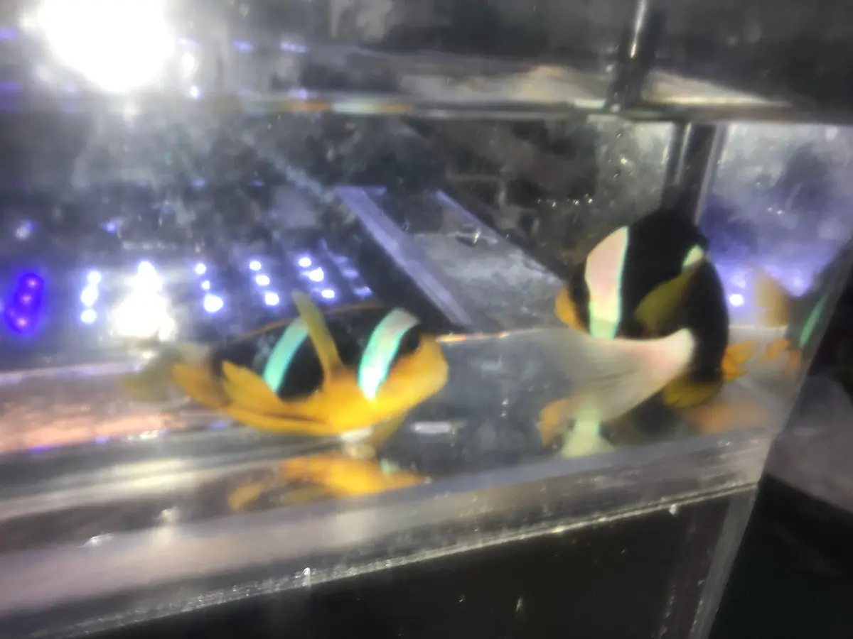 Pair African Chrysogaster Clownfish  |  Amphiprion Chrysogaster 1