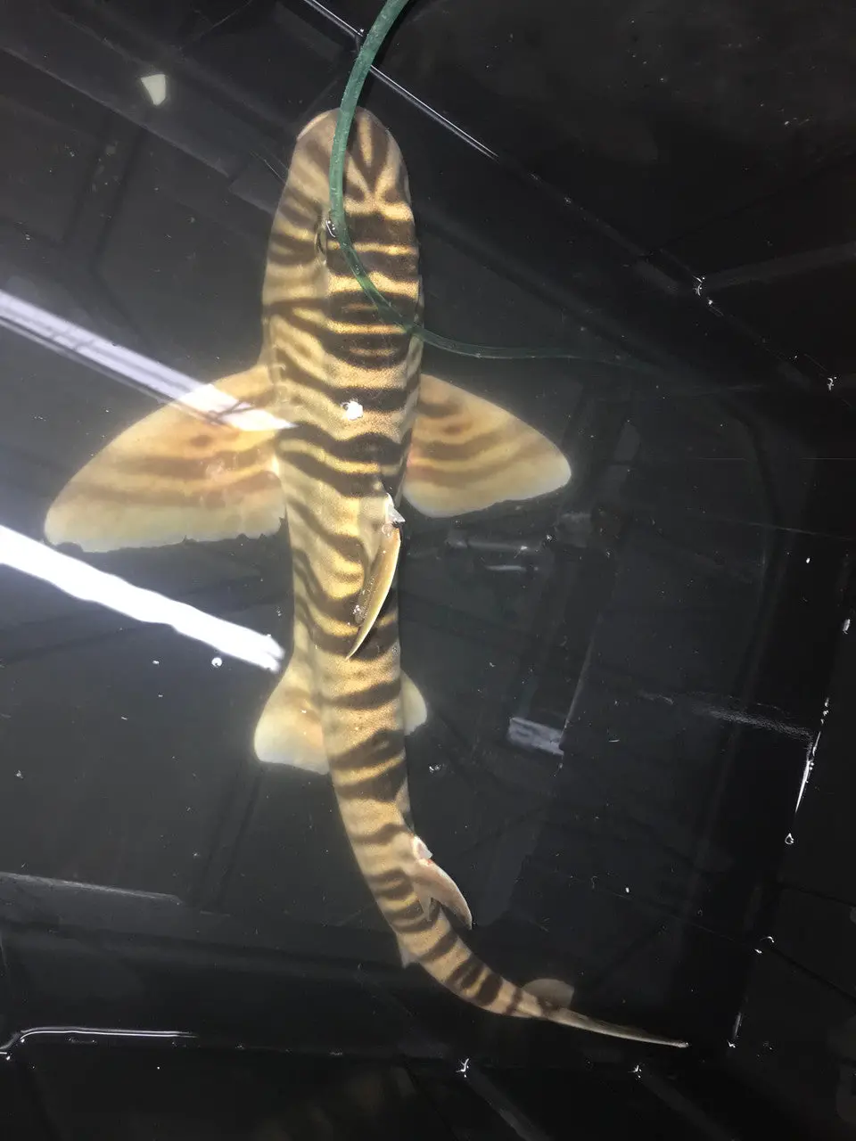 Zebra Horn Shark (Heterodontus Zebra) -12-14" 1
