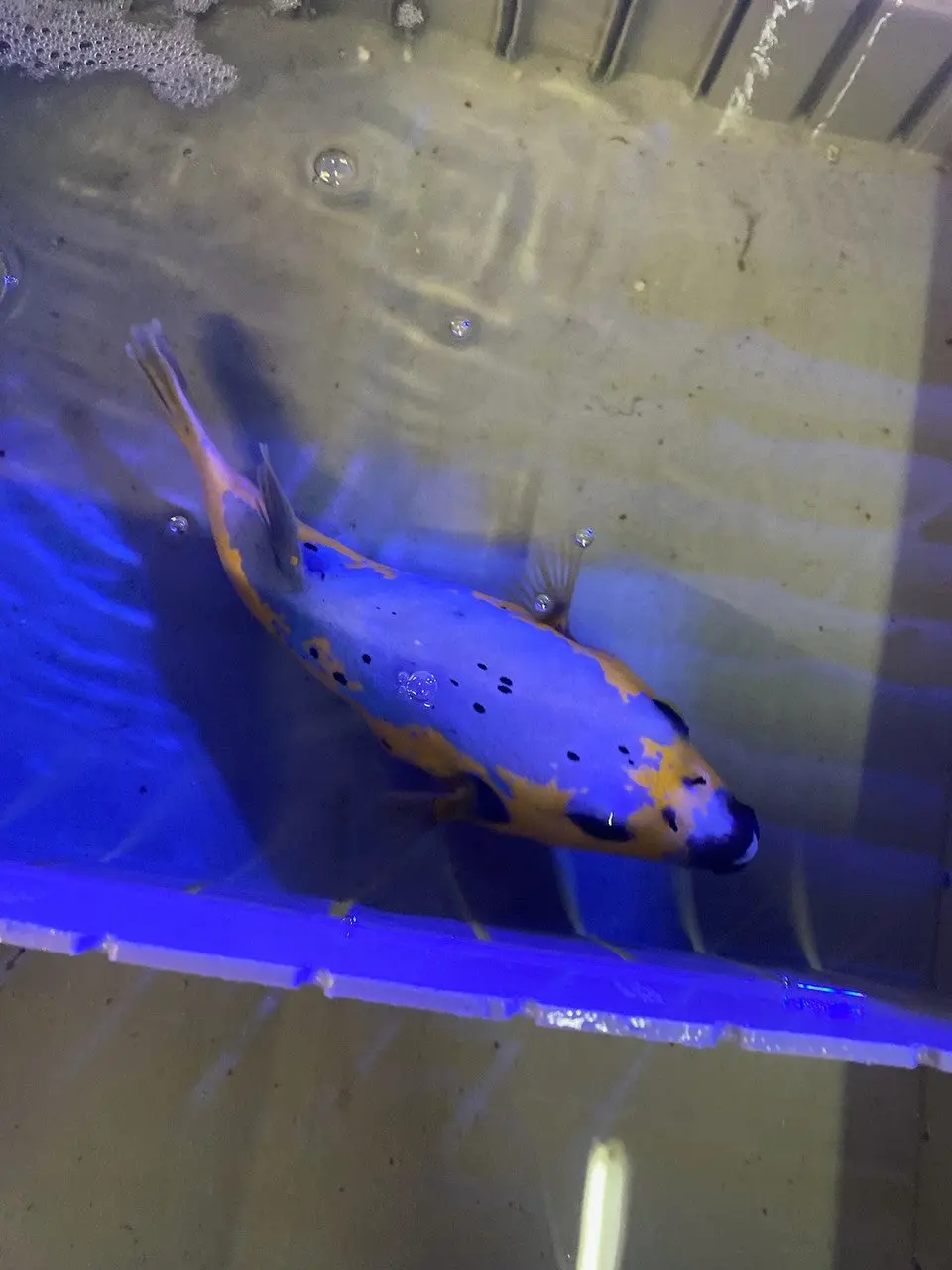 Blue And Gold Puffer Fish [Mexico]-8-10" 1
