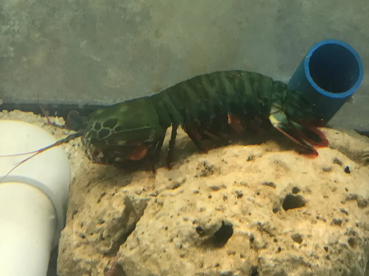 Mantis Shrimp-Xl 1