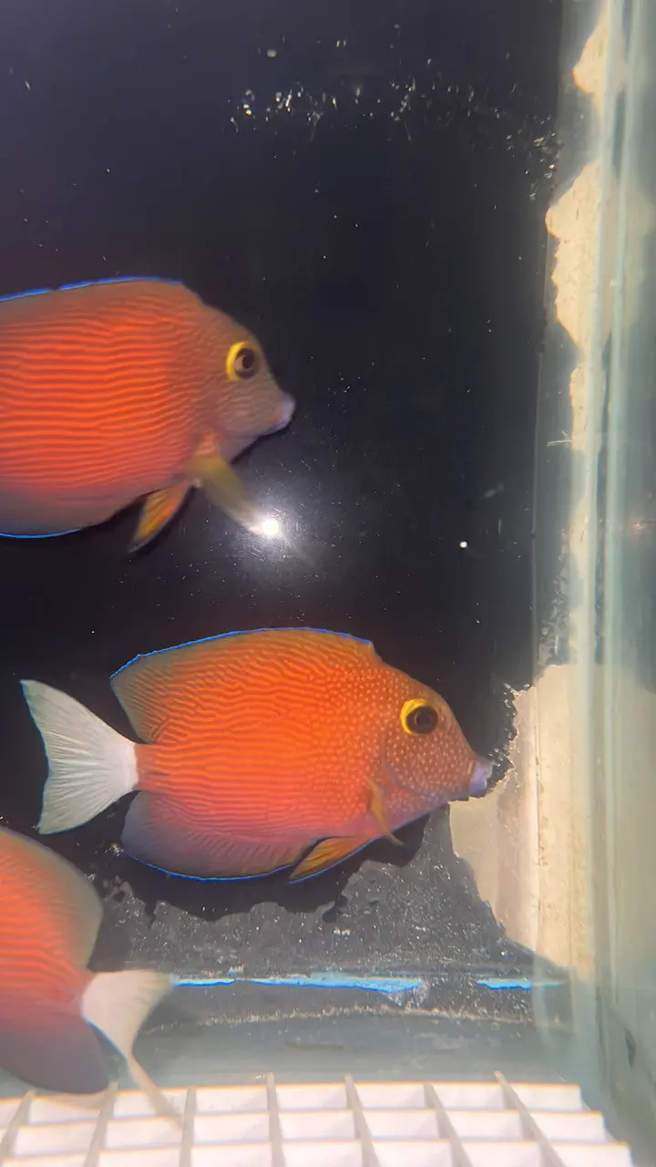 White-Tail Bristletooth Tang (3-4”) 1