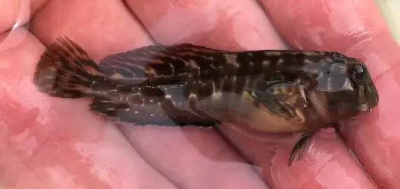 Molly Miller Blenny | Scartella Cristata 1