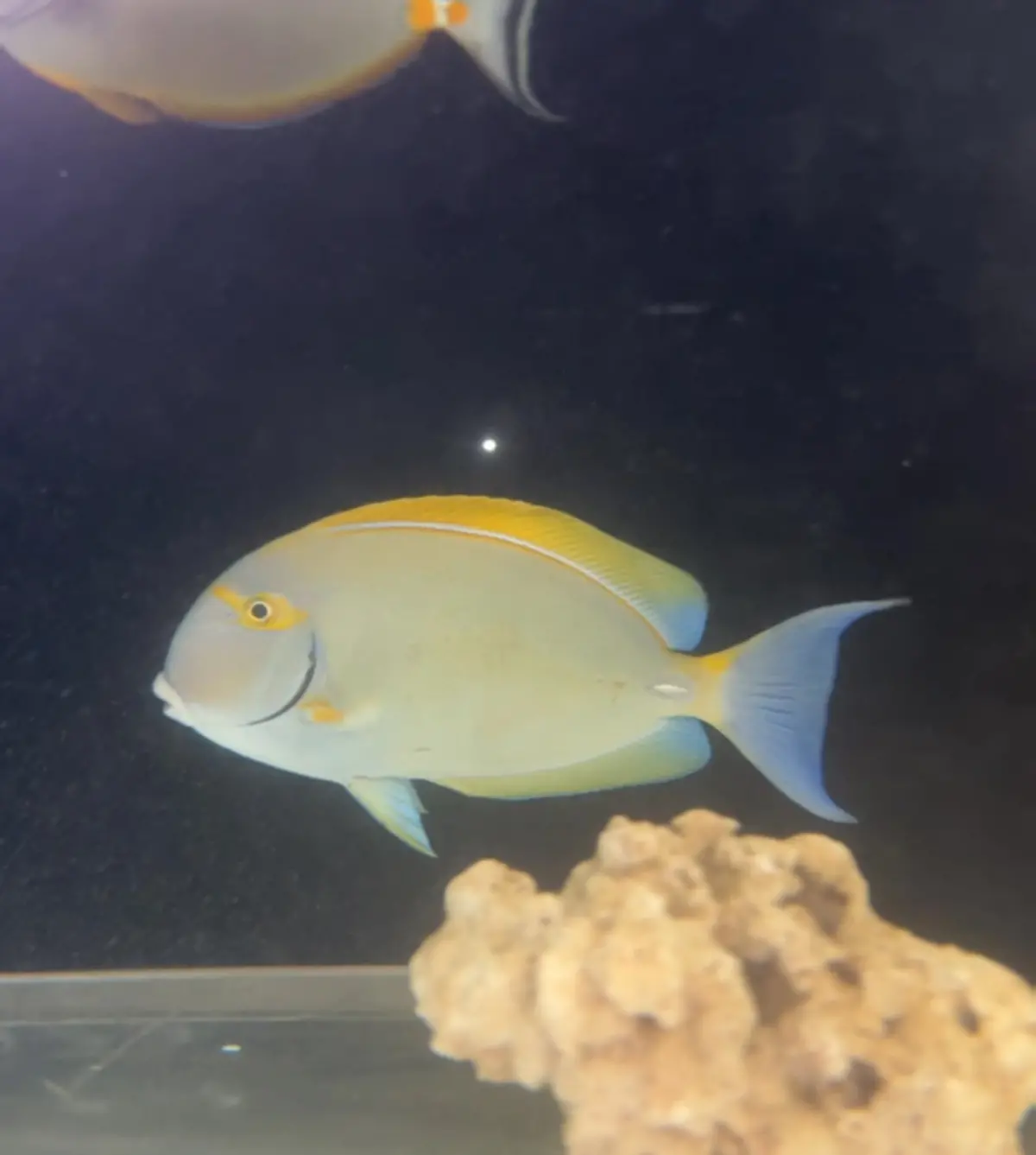 Jumbo Dussumeri Tang-Adult 12" 1