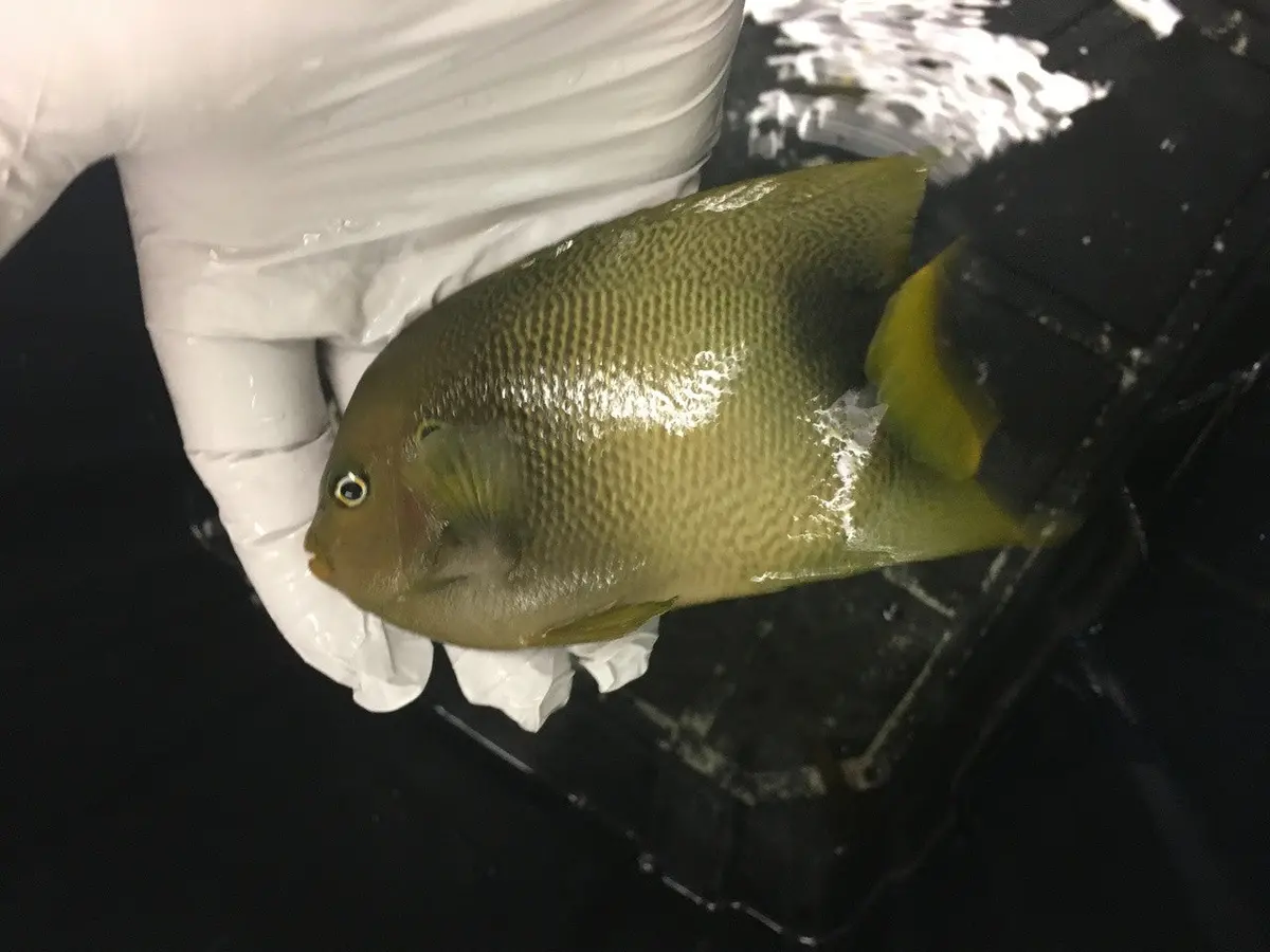Africanus Angelfish (6" Streamer Male) 1