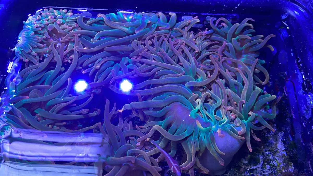 Rainbow Bubble Tip Anemone 1