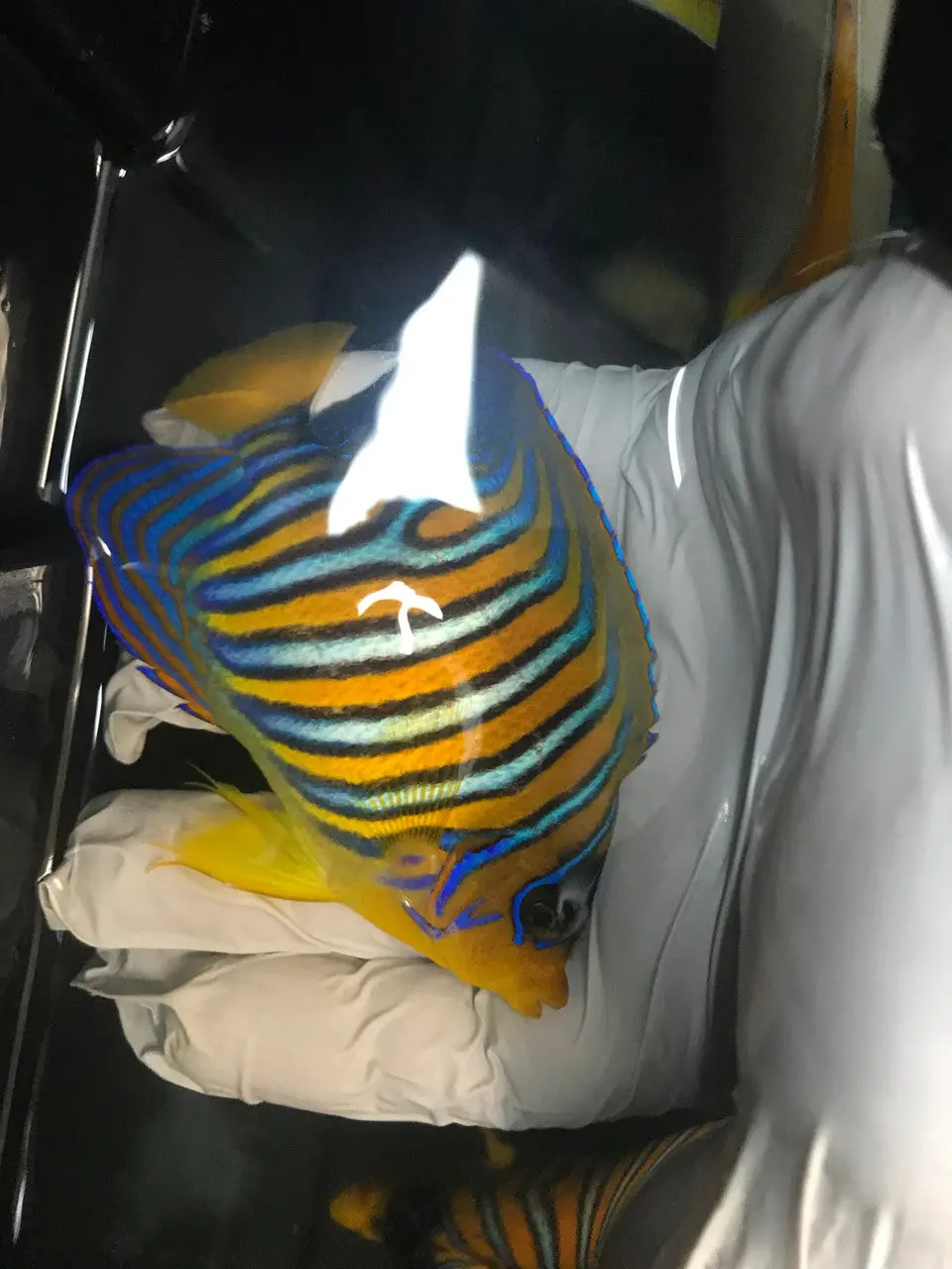 Regal Angel (True Red Sea)-3" Sub Adult Misbar 1