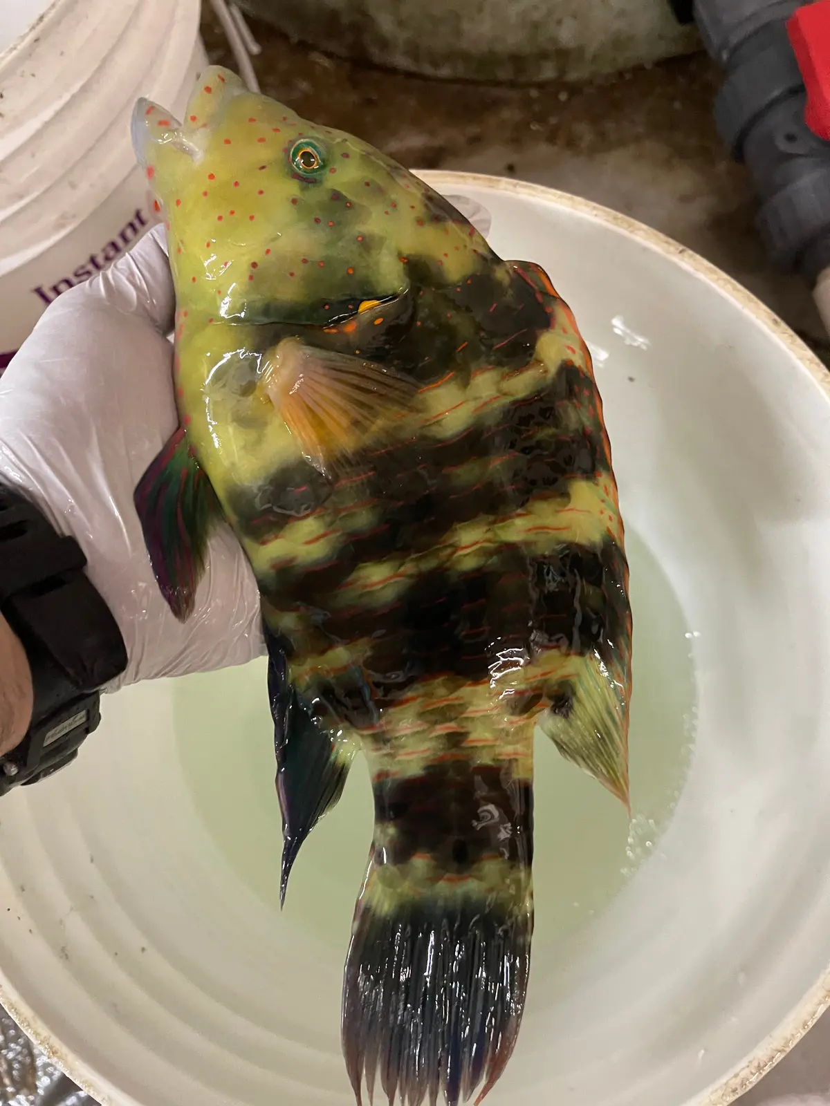 Broomtail Wrasse (Red Sea) |  Cheilinus Lunulatus -16-18" 1