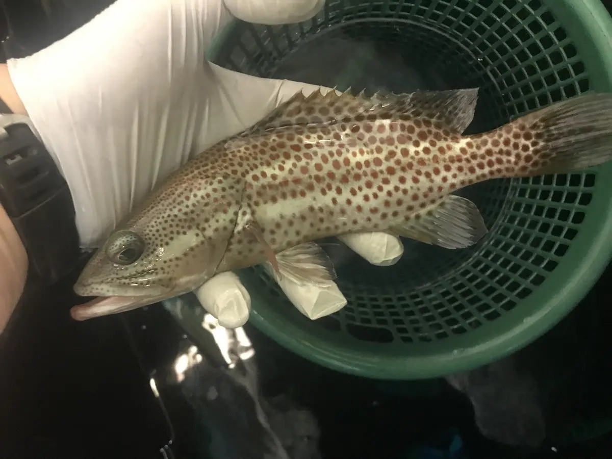 Red Sea Slender Grouper | Anyperodon Leucogrammicus (8") 1