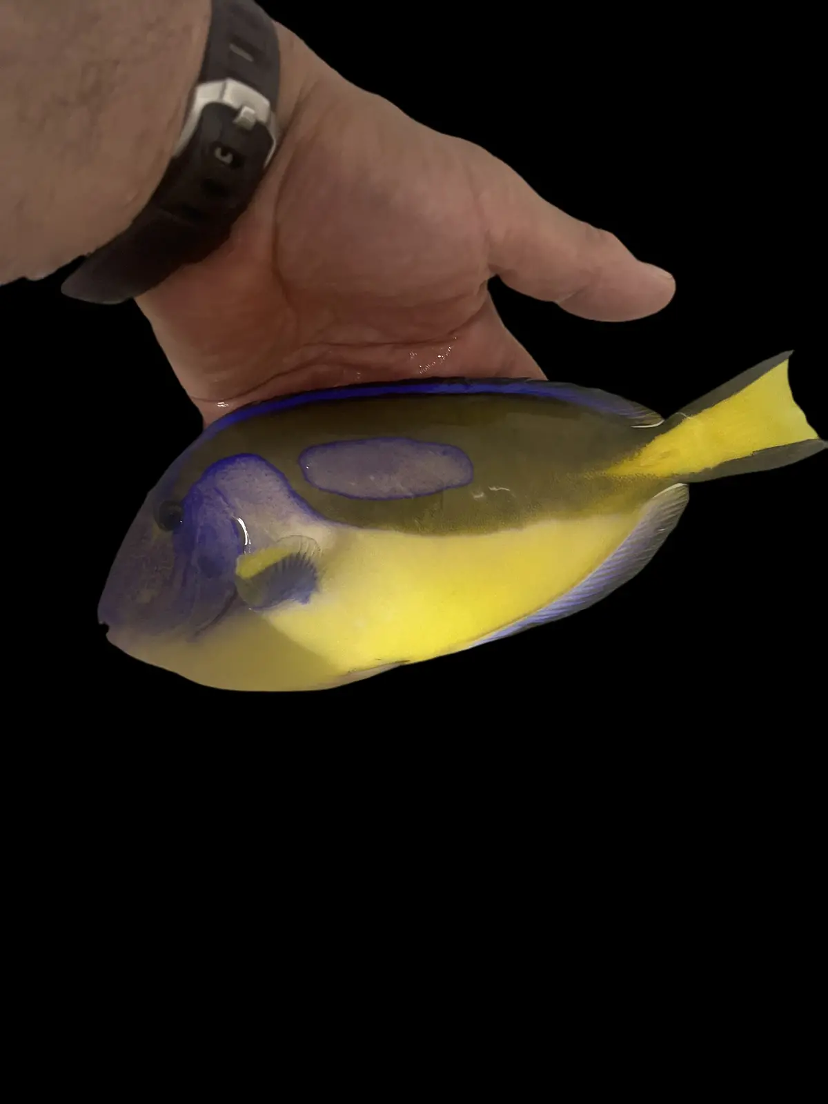 Blue Hippo Tang-Yellow Belly (10") 1
