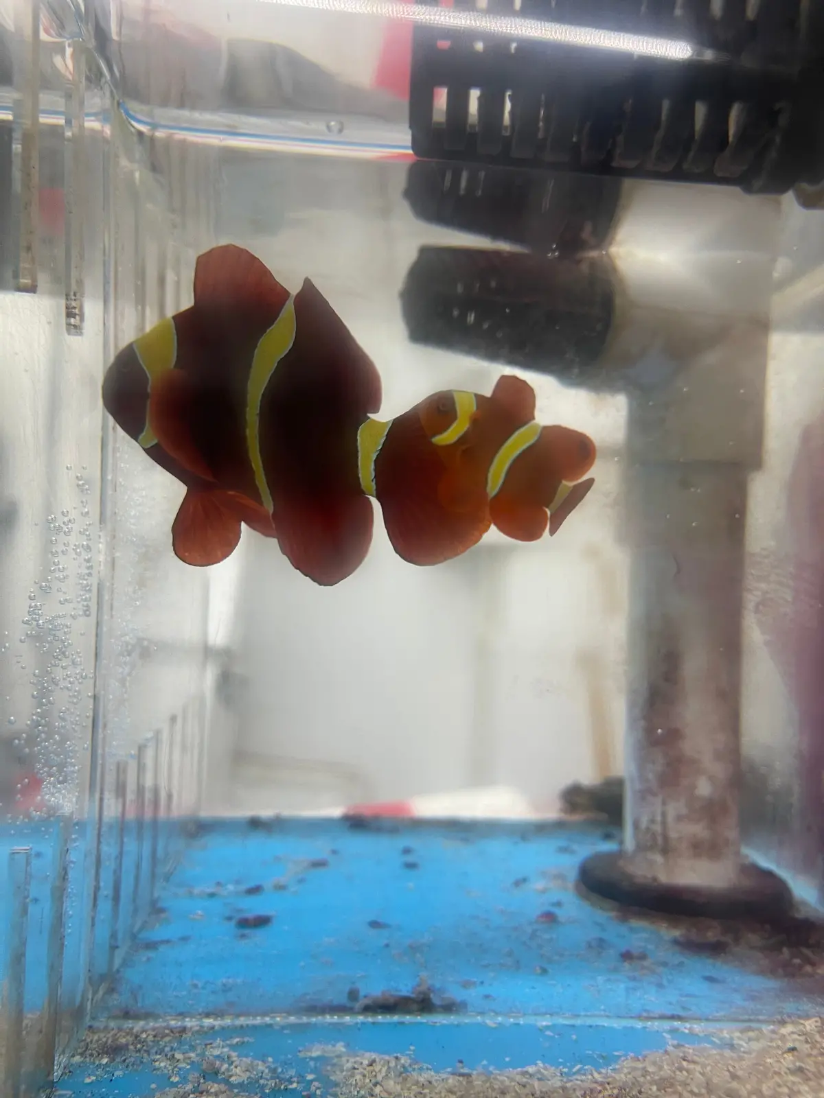 Gold Stripe Maroon Clownfish Pair (Wysiwyg) 1