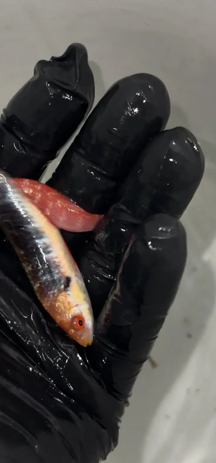 Monsoon Wrasse | Cirrhilabrus Hygroxerus (Australia)-Male 1