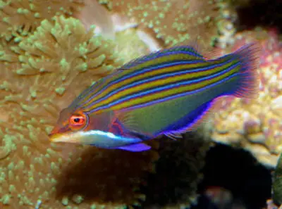 Four-Line Hawaiian Wrasse 1