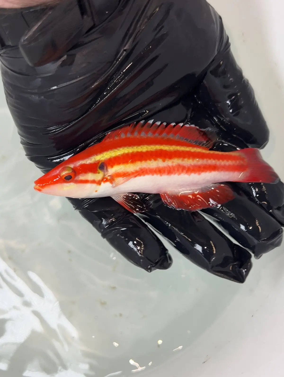 Bodianus Masudai 6" 1