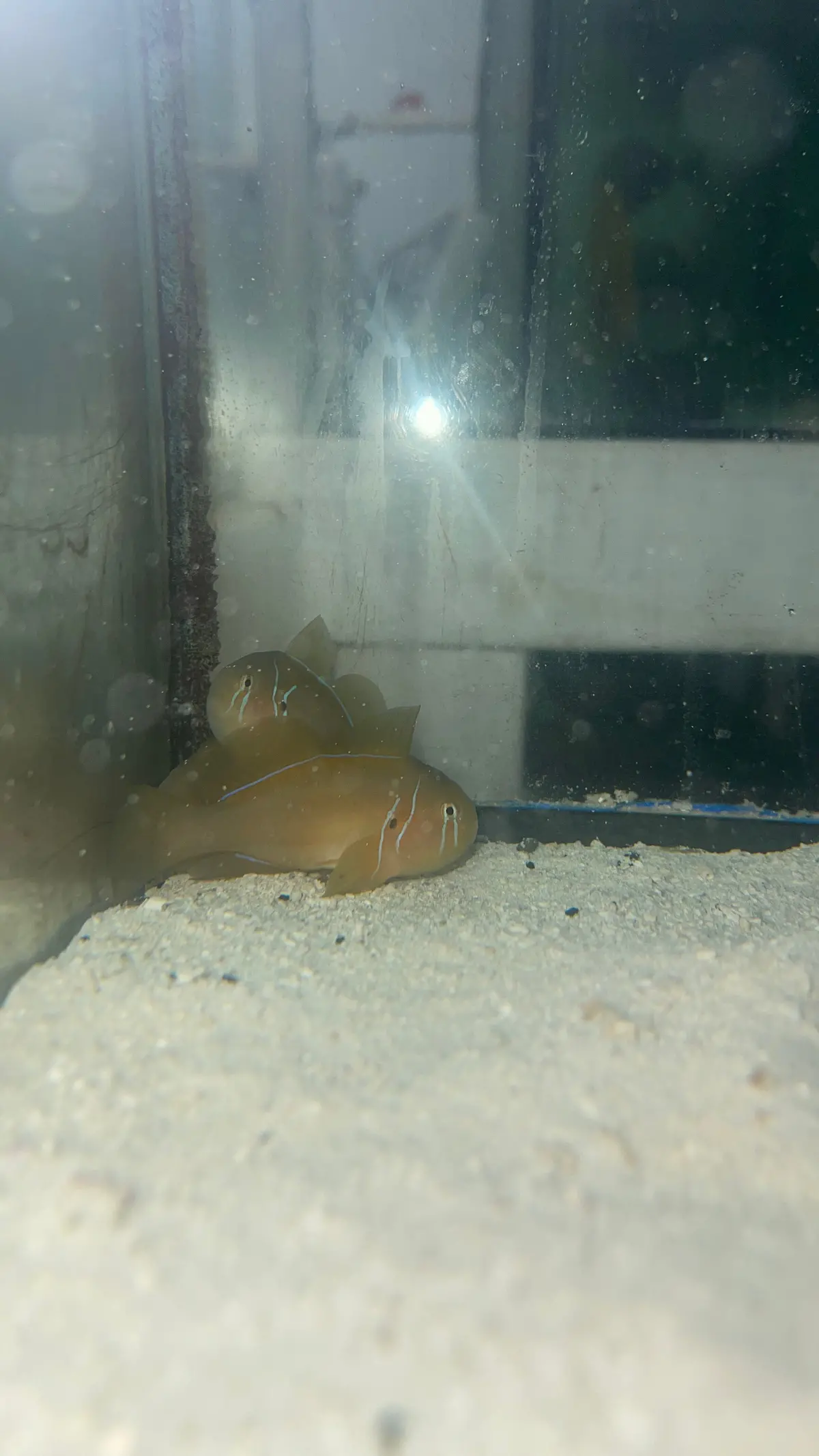 Yellow Citron Goby 1