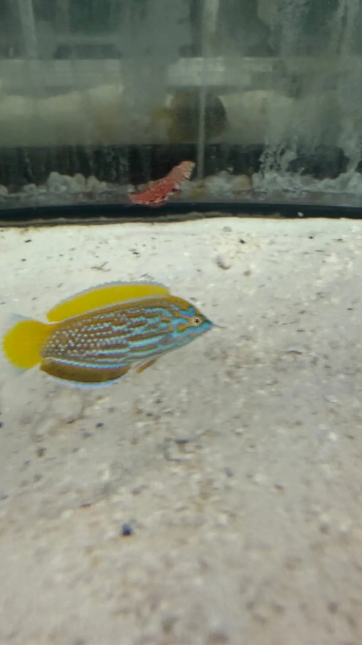 Lennardi Wrasse (3-4") 1