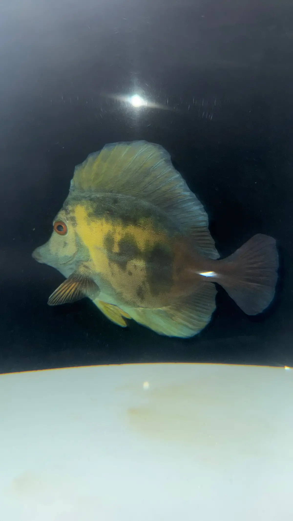 Blue Face Koi Scopas Tang Wysiwyg #1 (4-6") 1
