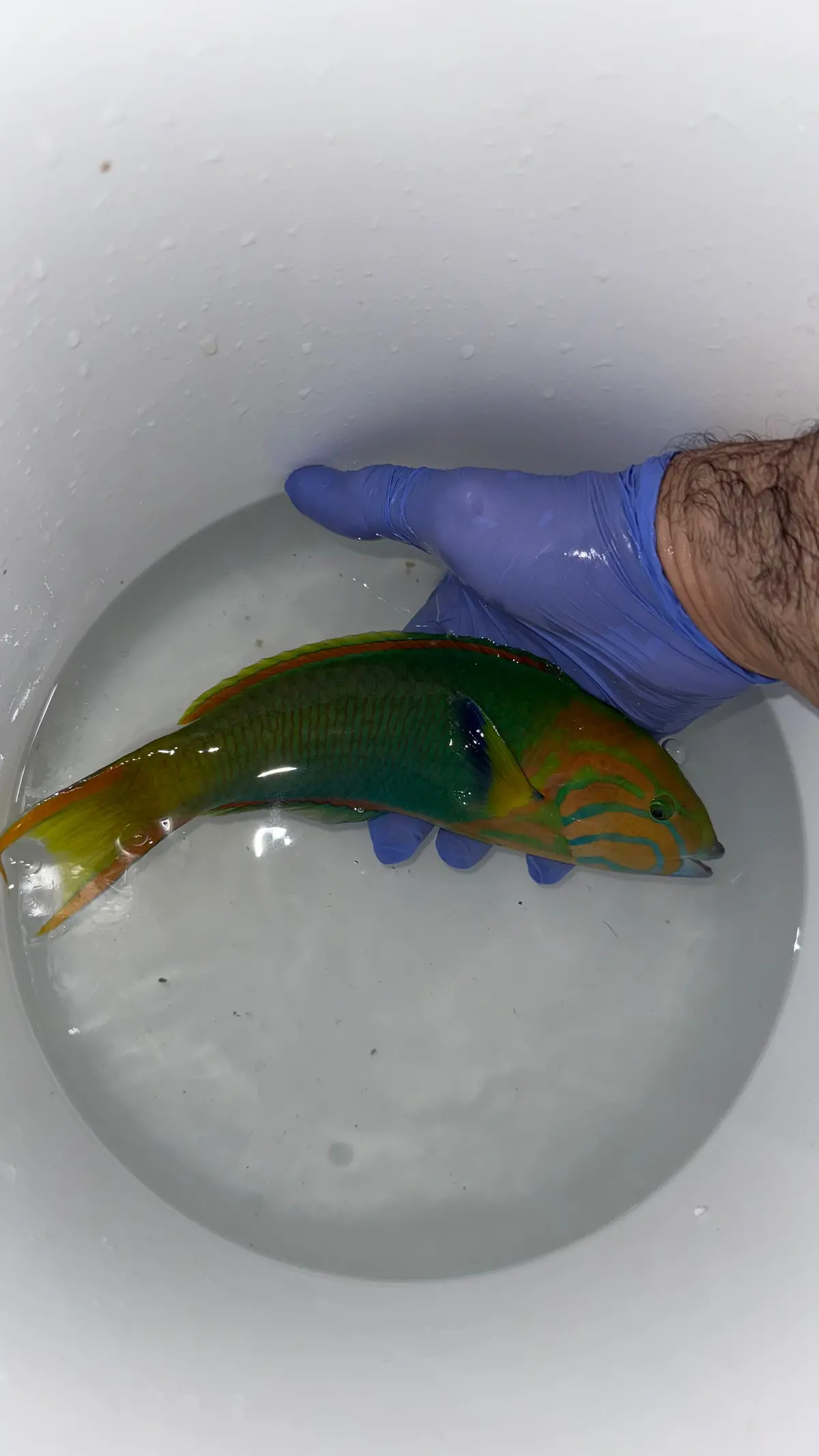 Banana Wrasse-10-11" Tonga Male 1