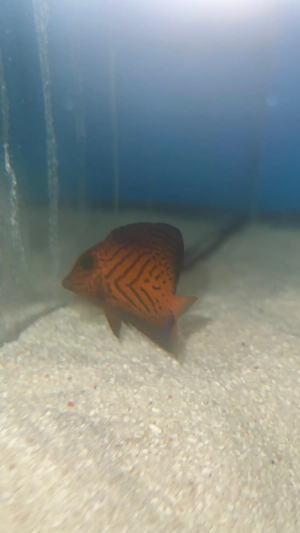 Juvenile Chevron Tang 3” 1