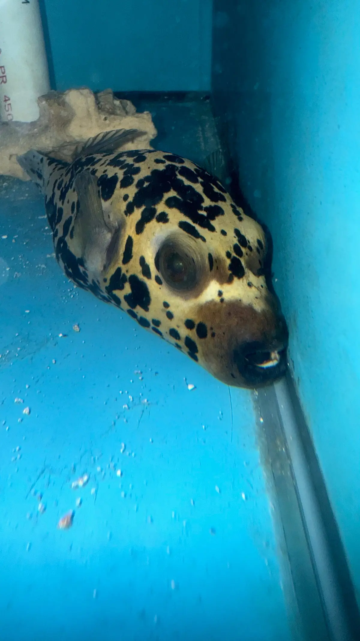 Dalmation (Speckled) Dog Face Puffer (4")-#1 1