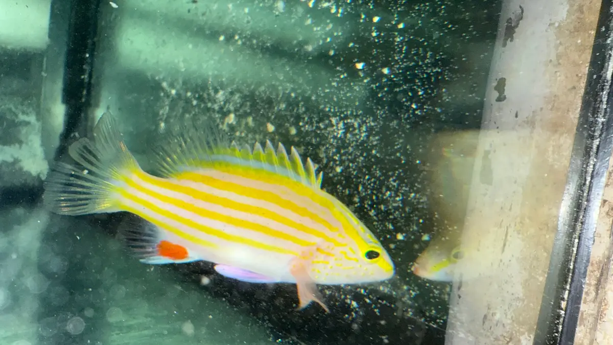 Spanish Flag (Gonioplectrus Hispanus)-4” 1