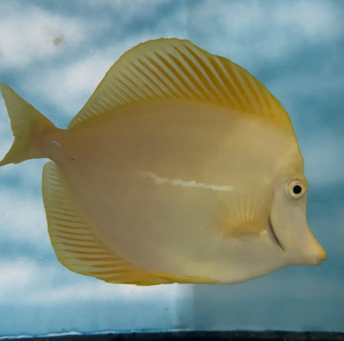 Yellow Tang (Zebrasoma Flavescens) 6-7"  (Sea Of Japan) 1